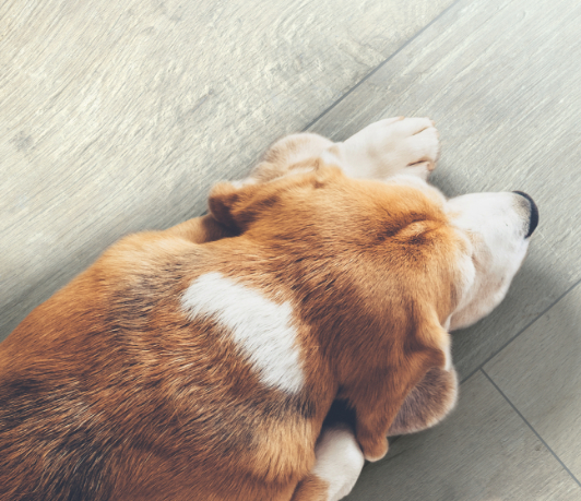 dog, laying on the floor